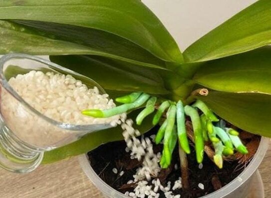 Como Utilizar o Arroz no Cuidado de Orquídeas