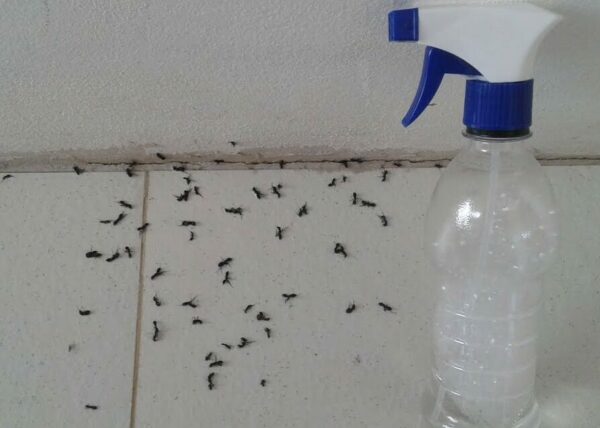 Misturinha Para Acabar Com Formigas